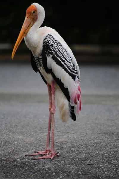 Boyalı leylek (Mycteria leucocephala)