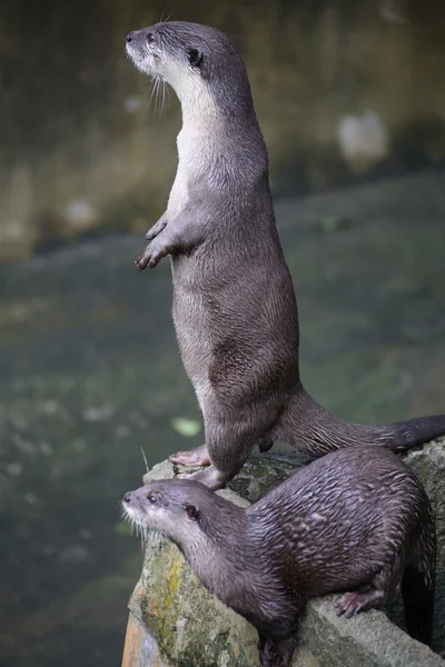 Otter — Stockfoto