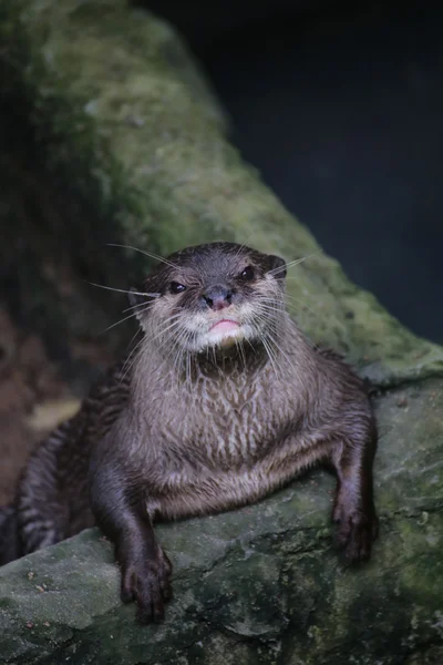 Långstjärtad — Stockfoto