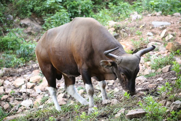 Vaca vermelha — Fotografia de Stock