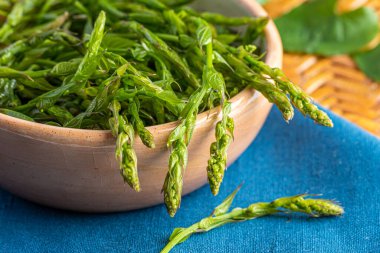 Mavi arka planda kil bir kasede orman kuşkonmazı, yabani kuşkonmaz, yakın plan.