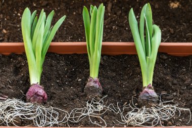 Çiçek fideleri yerde yatıyor, bitki nakli, bahçe konsepti, yakın plan.