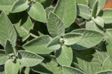 Salvia officinalis, yaygın adaçayı, tıbbi ve aşçılıkta kullanılır, adaçayı yakın plan.
