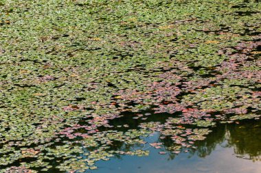  Su kestanesi, Trapa Natan, suda yüzen bitkiler, su bitkileri.