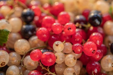  Frenk üzümlerinin arka planı. Olgun böğürtlen, kırmızı ve siyah kuşüzümü yakından.