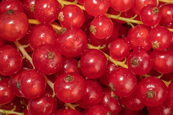 Rote Johannisbeeren Nahaufnahme, rote Johannisbeere Hintergrund, Draufsicht, Makro — Stockfoto