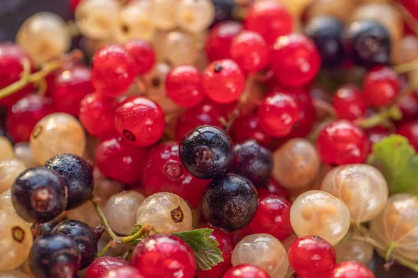 Rijpe bessen van witte, rode en zwarte bessen close-up. Achtergrond van de aalbessen — Stockfoto