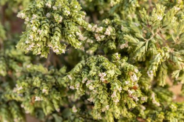 Kurutulmuş kekik otu, kuru kekik filizi, baharat, aromatik bitki. Organik yiyecekler
