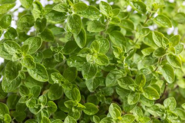  Aromatik bitki, baharat. Oregano bitkisi ya da marjoram yakın çekim. Yemek pişirmede kullanılır.