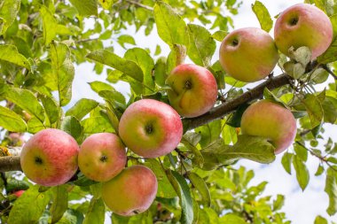 Bir dalda kırmızı elmalar. Organik yiyecekler. Organik bahçıvanlık. Sağlıklı beslenme