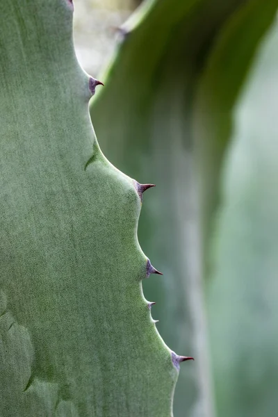 Текстура листьев алоэ с иглами закрывается, макро, крупным планом игл кактуса — стоковое фото