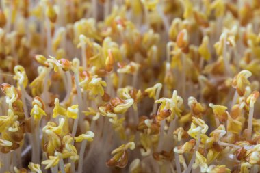 Su teresi mikro yeşil lahanası, salata, sağlıklı gıda konsepti. Seçici odak