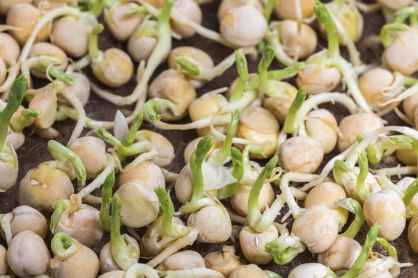Brotes de guisante, semillas de guisante germinadas, concepto de comida saludable, de cerca. Enfoque selectivo — Foto de Stock