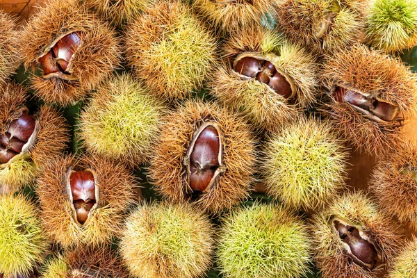 Rijp de kastanjes dicht. Zoete rauwe kastanjes. Kastanjes met huid. Biologisch voedsel. Voedselachtergrond. Gezond eten. Een gezonde levensstijl. Eiwitbron. Uitzicht van bovenaf — Stockfoto