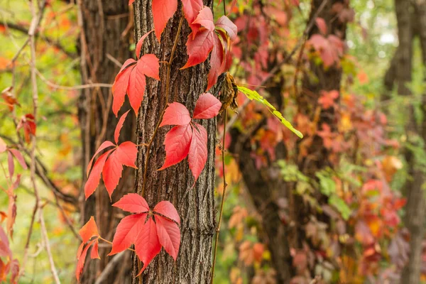 Rode bladeren wilde druiven op de bomen in het bos. Gouden herfst concept. Sluit maar af. Natuur achtergrond — Stockfoto
