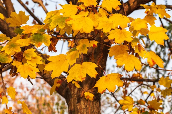Złote liście na drzewach zamykają się. Złota jesień. Jesienne tło — Zdjęcie stockowe
