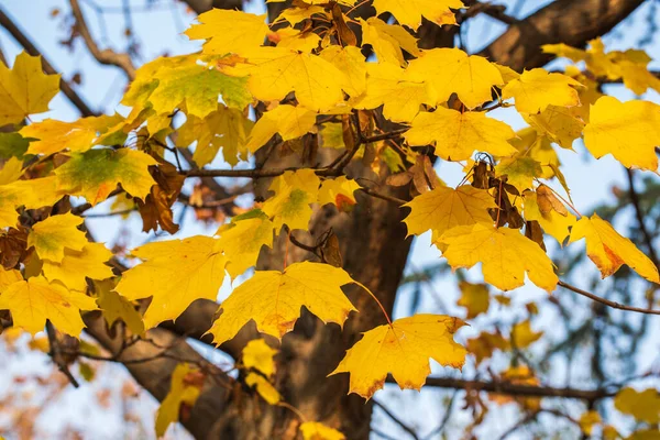 Złote liście na drzewach zamykają się. Złota jesień. Jesienne tło — Zdjęcie stockowe