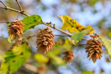 Ostrya Carpinifolia, Avrupa zıplayan boynuzlu ışını. Dala yakın çekimde kuru tümsekler. Sonbahar konsepti. Doğa geçmişi. Odaklanamıyorum. Seçici odak