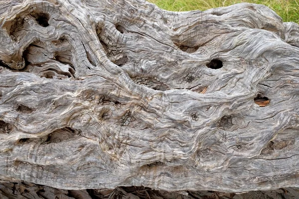 Olive Background, Monténégro — Photo