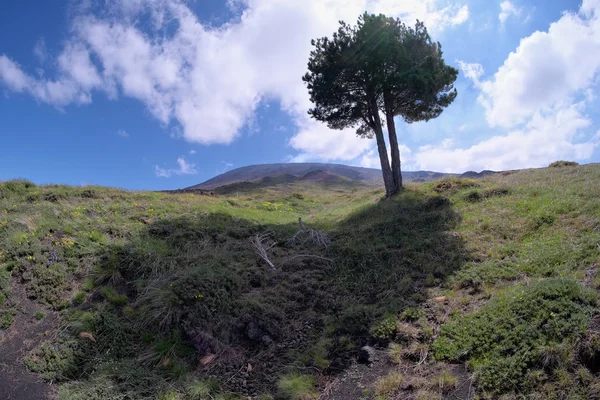 Pine In Etna Park, Sicily — Stock Photo, Image