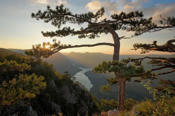 Mirador del Parque Nacional Tara, Serbia — Foto de Stock