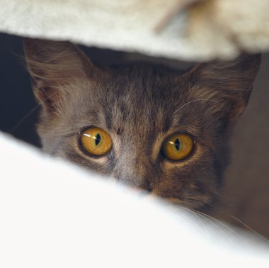 Belgrad, Sırbistan için yolunu yitirmek kedi