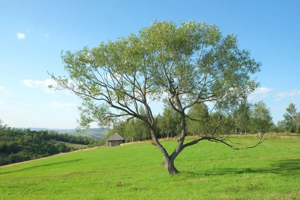 Árvore no campo, Sérvia — Fotografia de Stock