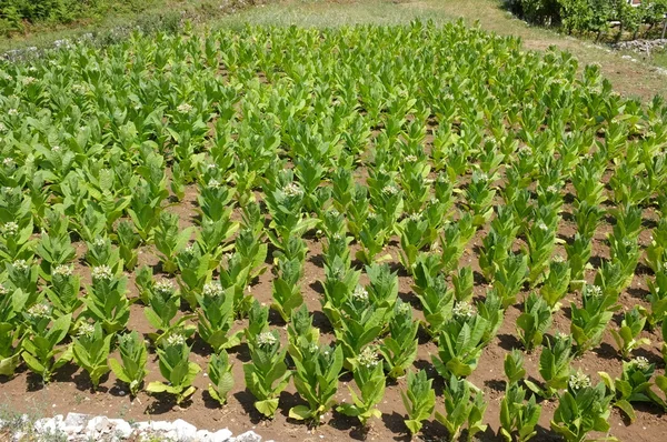Plantering av tobak i Kostanjica, Montenegro — Stockfoto