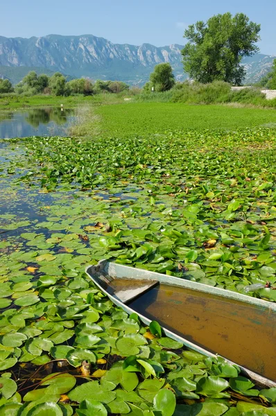 Water Lilies On Lake Skadar In Virpazar, Montenegro — Stock Photo, Image