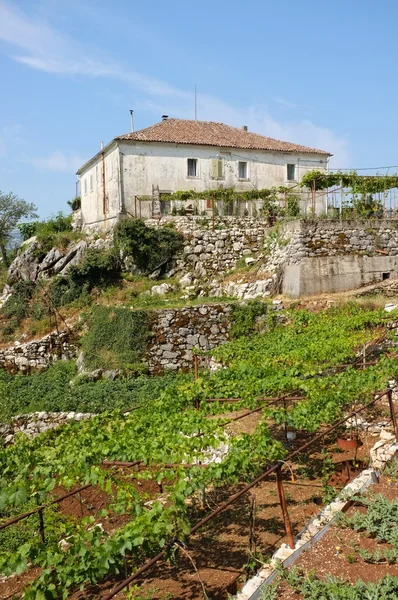 Casa rural en la colina, Montenegro —  Fotos de Stock
