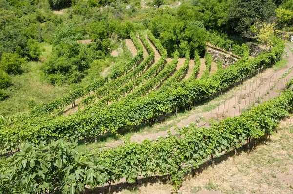 Виноградник в Черногории — стоковое фото