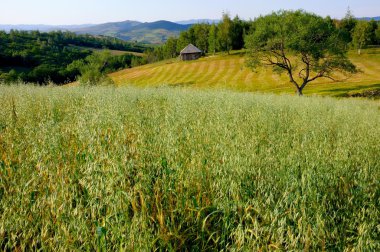 Rural Landscape, Serbia clipart