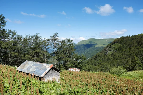 Dřevěná chata v "Biogradska Gora" národní Park, Černá Hora — Stock fotografie