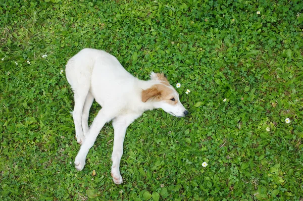 Cachorrinho bonito relaxante — Fotografia de Stock