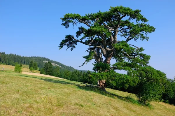 Holy Pine in Kamena Gora, Serbia — Stock Photo, Image