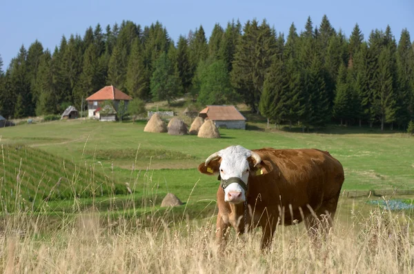 Kuh im Kamena Gora Hochland, Serbien — Stockfoto