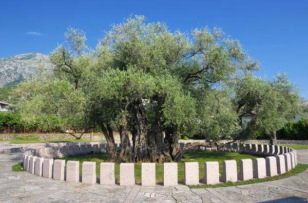 Old Olive Tree — Stock Photo, Image