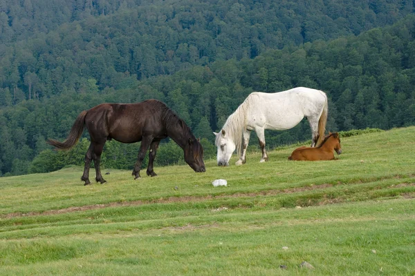 Atları otlatma, Karadağ — Stok fotoğraf