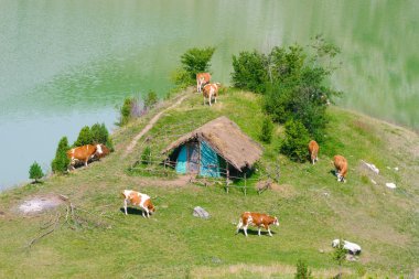 Cow In Uvac River, Serbia clipart