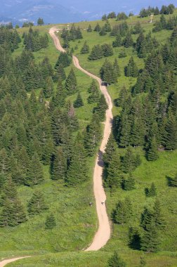 Köknar ormanları Kopaonik Milli Park, Sırbistan
