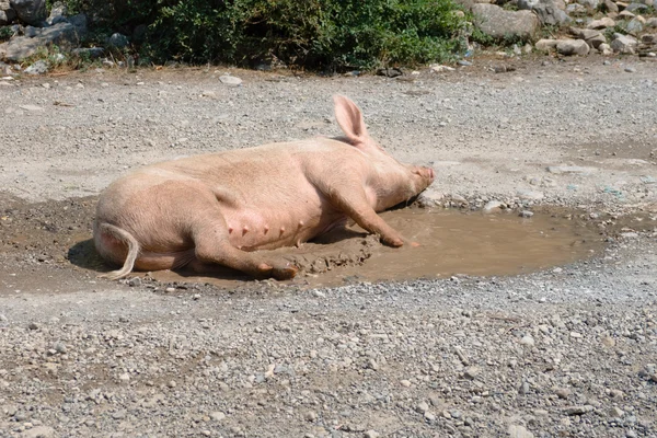 Sow In A Puddle — Stock Photo, Image