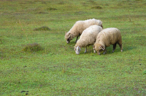 Üç koyun, Arnavutluk — Stok fotoğraf