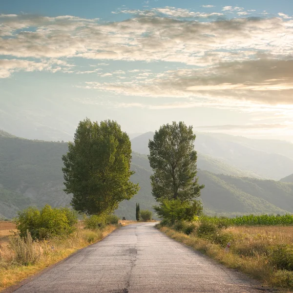 Road And Two Trees — Stock Photo, Image