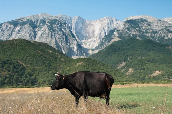 Kuh und Berge, Albanien — Stockfoto