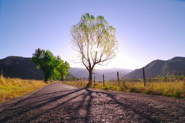 Tree Backlight In Violet Mornig, Albania — Stock Photo, Image