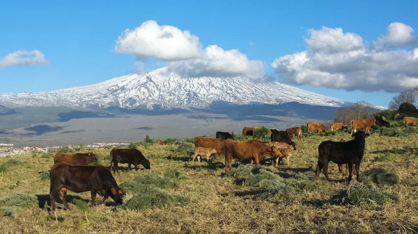 Pastoral manzara ve volkan Etna — Stok fotoğraf