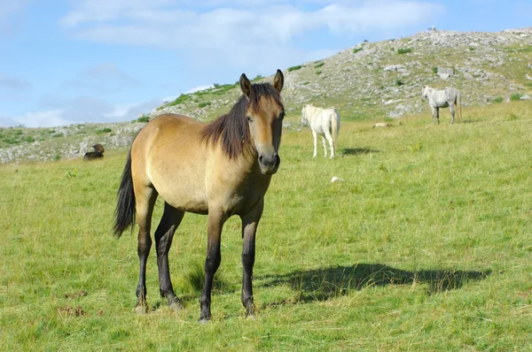 At Mavrovo Milli Parkı'nda, Makedonya Cumhuriyeti — Stok fotoğraf