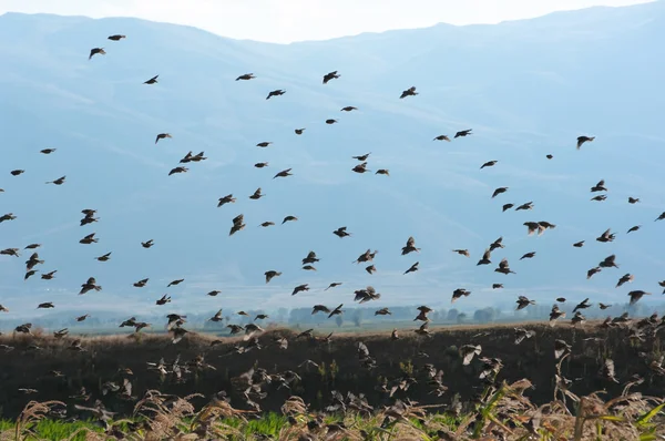 Flock Of Birds