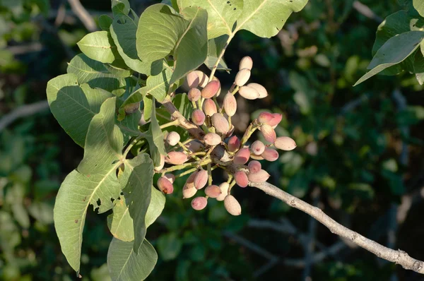 Sicilian Pistachio, Itália — Fotografia de Stock