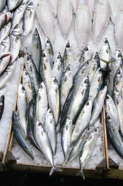 Pescado azul fresco —  Fotos de Stock